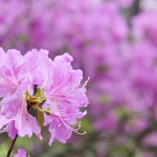 淡い紫のつつじの写真：笠間つつじ祭り
