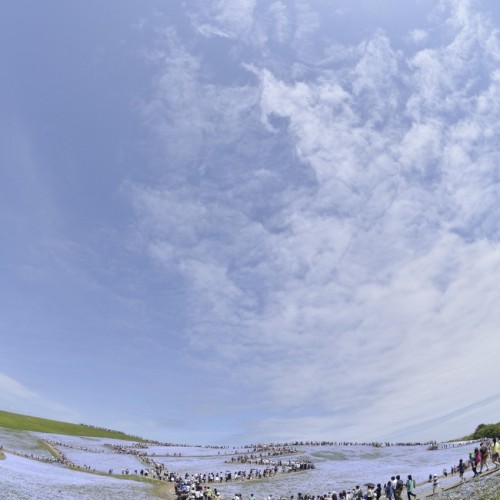 国立ひたち海浜公園みはらしの丘のネモフィラ フィッシュアイレンズ撮影