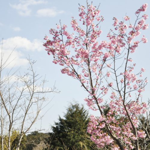 横山展望台へ向かう途中の桜