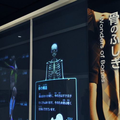 名古屋市科学館：骨のふしぎ